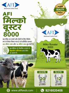 That is where Milko Booster 8000 by AFI Feed Industries steps in. Specifically developed for dairy cattle—supporting cows yielding up to 20 liters and buffaloes producing up to 12 liters daily—this scientifically balanced feed bridges the nutritional gap in daily dairy management. 